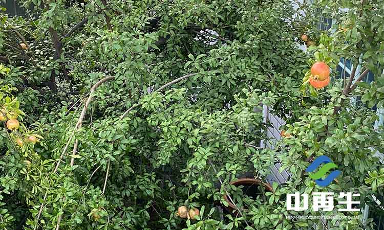 生活垃圾作為人類社會發(fā)展必然的產(chǎn)物,具有哪些特性